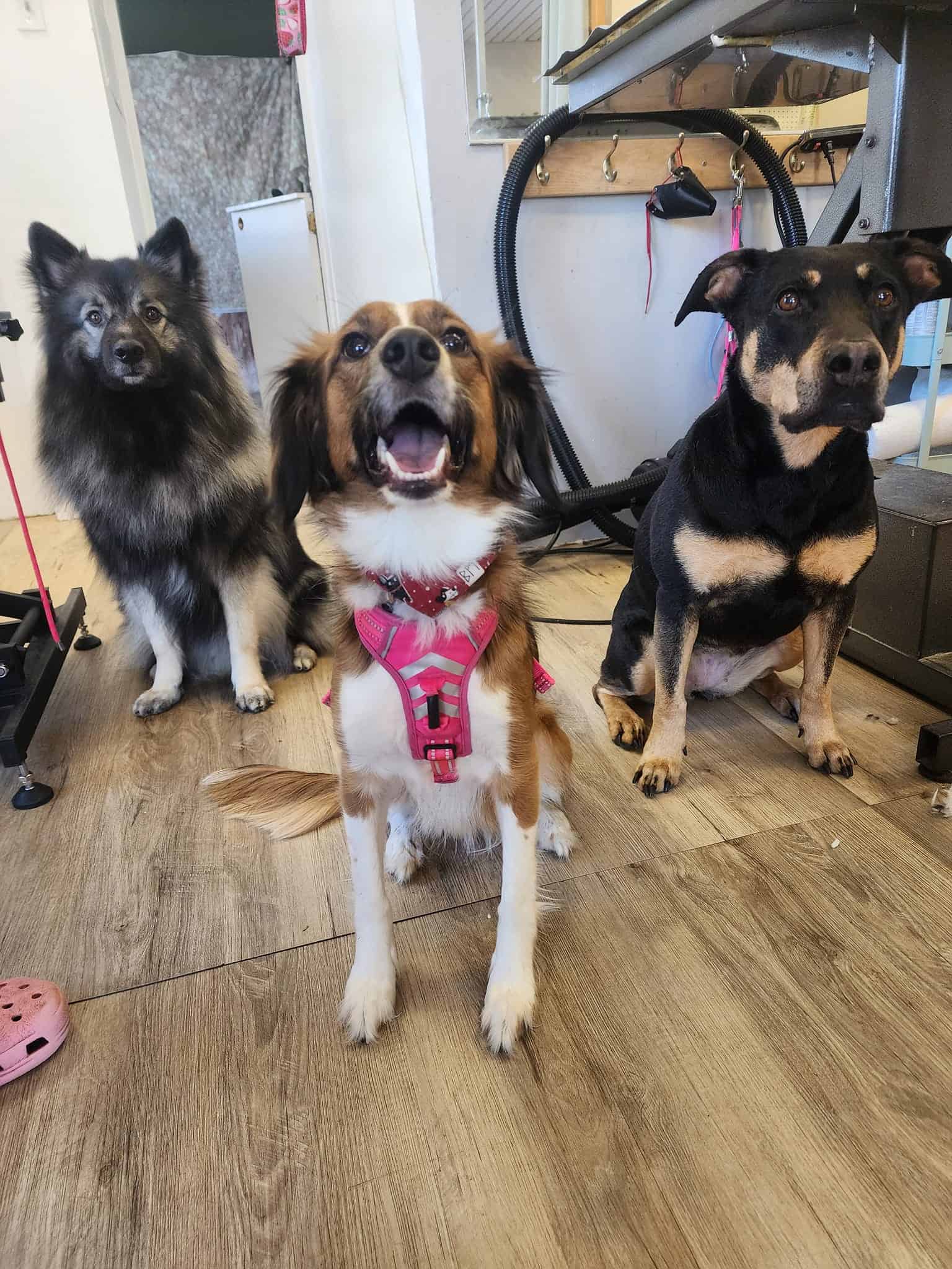 Trois chiens sont assis sur le sol.