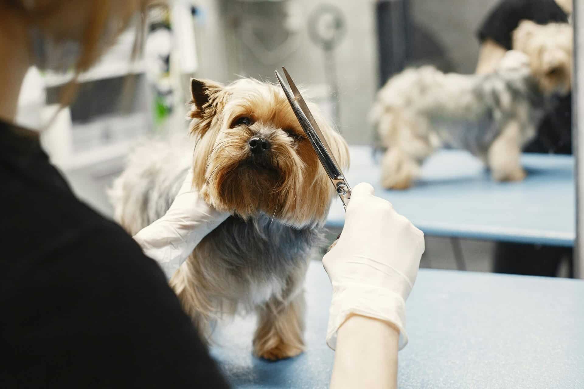 Une femme qui coupe le pelage d'un petit chien.