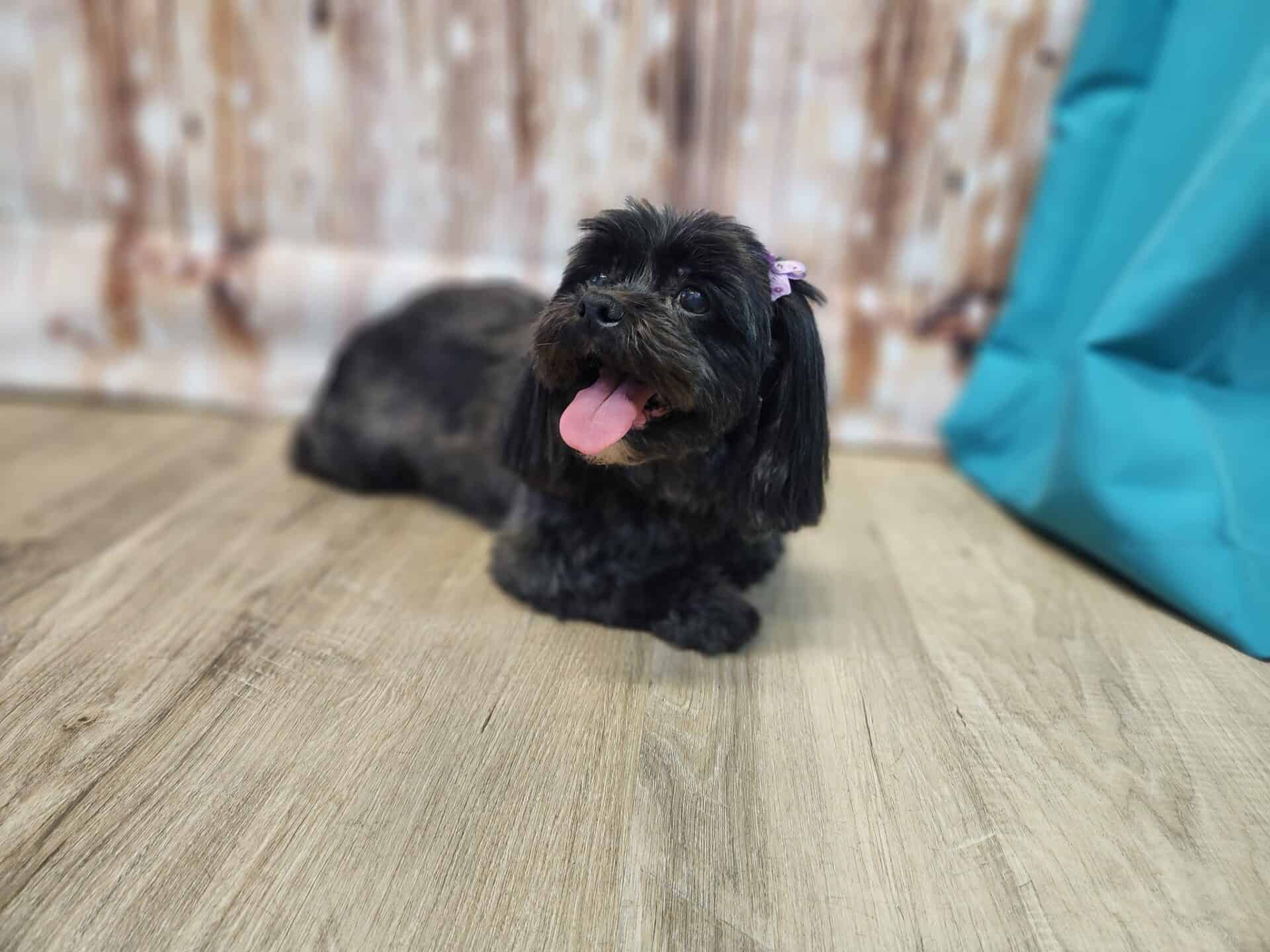 Un petit chien noir assis sur un plancher en bois.