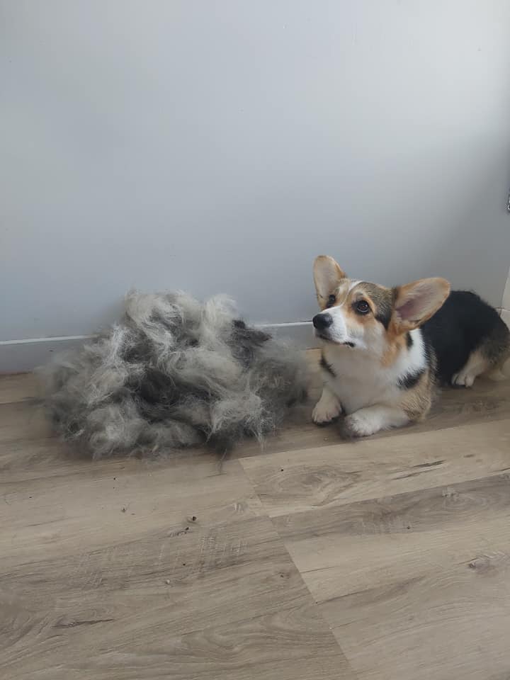 Un chien couché sur le sol à côté d'une pile de poils.