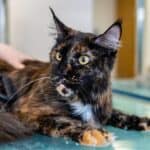 Un chat qui se fait toiletter.