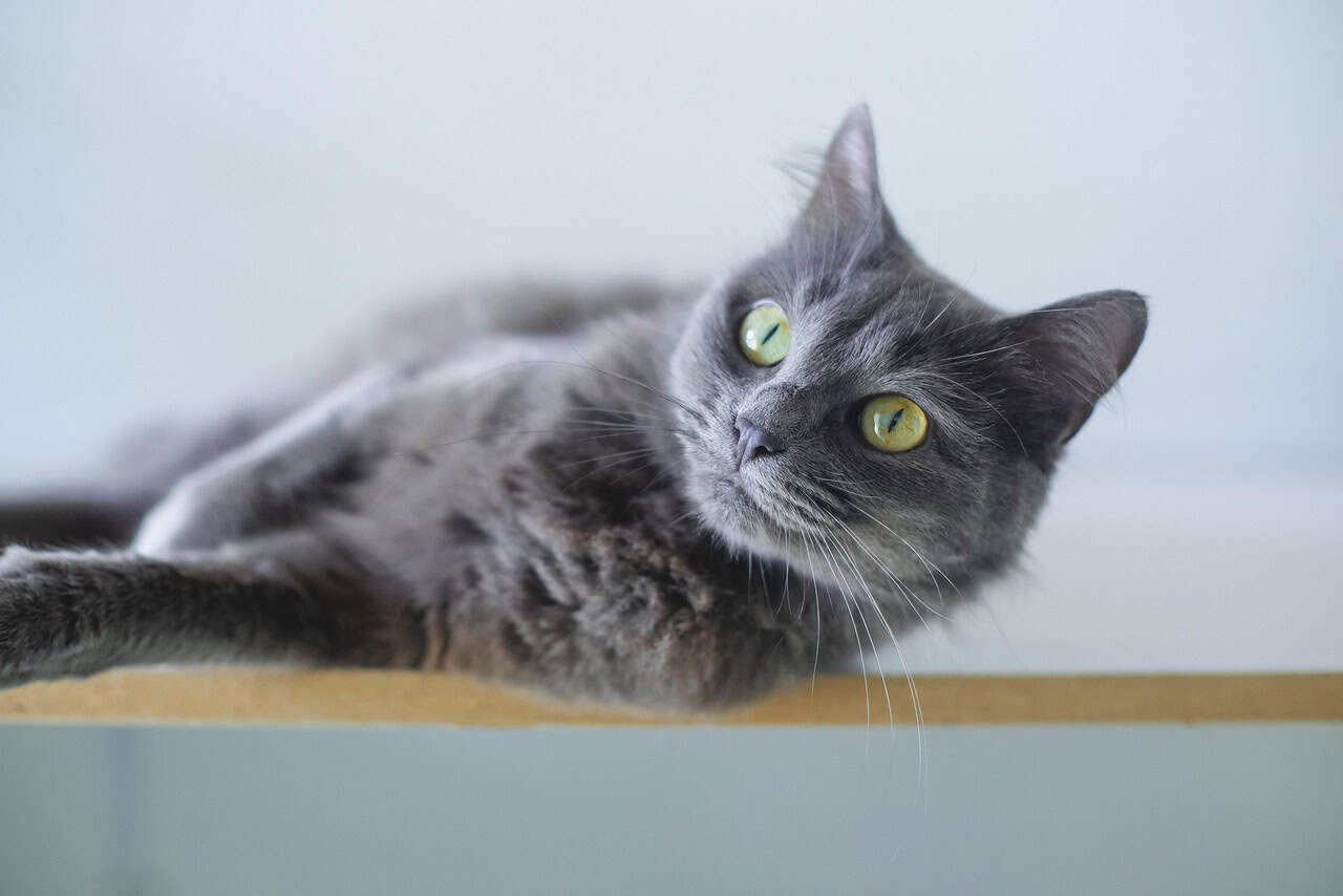 Un chat gris allongé sur une table, les yeux ouverts, représentant le toilettage de chat à Québec.